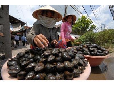 Khá Lên Nhờ Nuôi Ốc