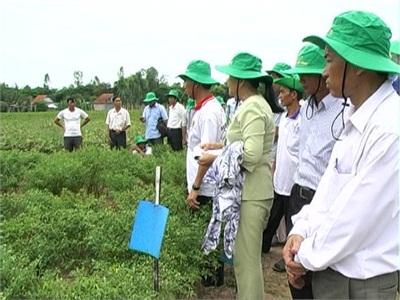 Hội Thảo - Tập Huấn Sản Xuất Ớt Theo Tiêu Chuẩn VietGAP