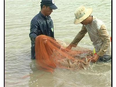 Hơn 70% Số Hộ Thu Hoạch Tôm Có Lãi