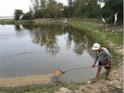 Quảng Ninh (Quảng Bình) Tôm Chết Hàng Loạt, Nhiều Gia Đình Lao Đao