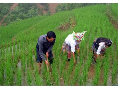 Nông Dân Gặp Khó Do Lúa Bị Đổ