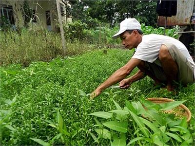 Trồng Rau Tại Nhà