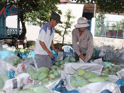 Xây dựng thương hiệu, bao tiêu xoài cù lao Giêng (An Giang)