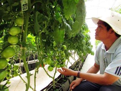 Số hóa trên cây trồng thực nghiệm ở Đà Lạt