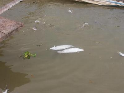 Nắng nóng làm hơn 6 tấn cá nuôi bị chết