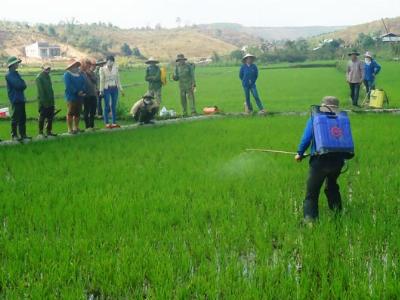 Tăng cường biện pháp phòng trừ sâu bệnh trên cây trồng vụ hè thu