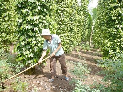 Cây tiêu trở lại thời vàng son