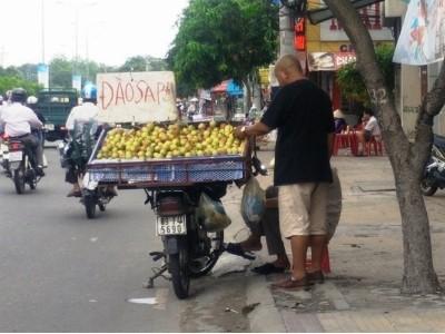 Đào Trung Quốc đội lốt đào Sa Pa