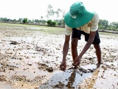 Lúa Hè thu chết yểu vì ngộ độc phèn