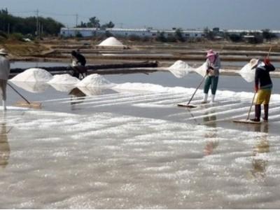 100.000 tấn muối tồn kho, diêm dân Ninh Thuận khóc ròng