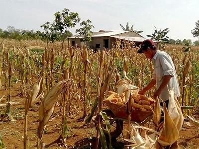 Nông dân Vĩnh Linh khó tìm đầu ra ổn định cho nông sản