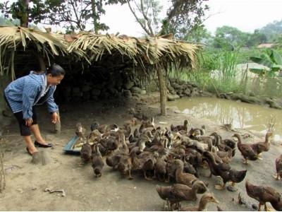 Phụ nữ Vị Xuyên tích cực phát triển kinh tế, xóa đói giảm nghèo