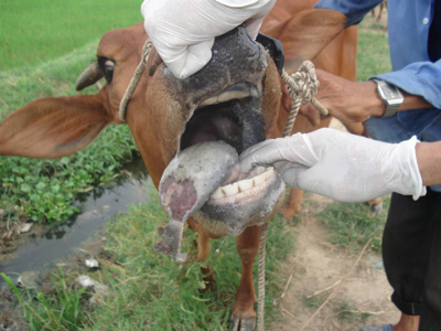 Dạy nghề nuôi và phòng trị bệnh trâu bò cho nông dân miền núi