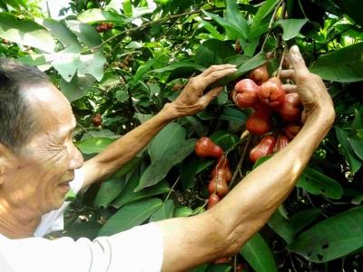 Lo Trung Quốc ngừng mua nhưng vẫn phải trồng