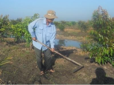 Trồng vú sữa Lò Rèn ở Truông Mít (Tây Ninh)