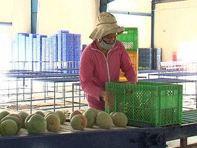 Xoài Úc và rong nho Khánh Hòa được tôn vinh sản phẩm nông nghiệp tiêu biểu năm 2014