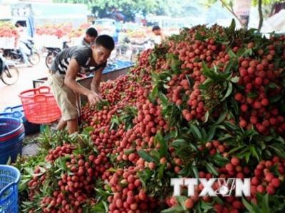 Tiềm năng xuất khẩu quả vải vào thị trường khó tính Australia