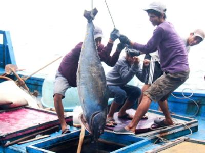 Cá ngừ đại dương rớt giá