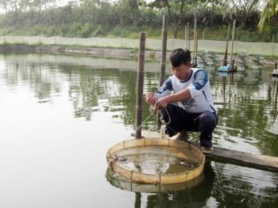 Hiệu quả từ nuôi cua biển ở Quảng Yên (Quảng Ninh)