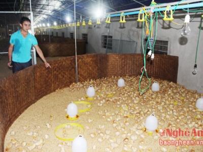 Hộ nuôi gà thu 5 triệu quả trứng/năm ở Quỳnh Lưu (Nghệ An)