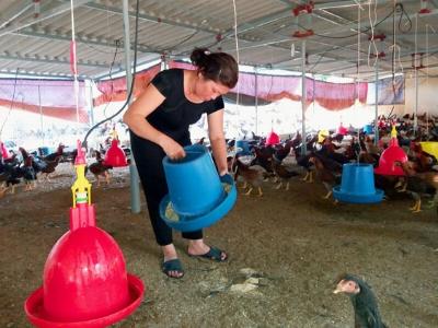 Thành tỷ phú sau 2 năm nuôi gà Phùng Dầu Sơn