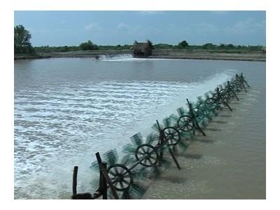 Huyện Đầm Dơi (Cà Mau) có hơn 2.900ha nuôi tôm công nghiệp