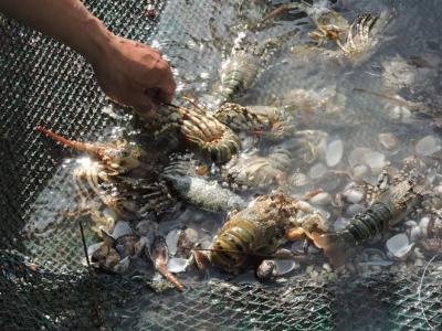 Tôm hùm chết hàng loạt nghi do tảo độc