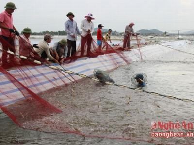 Tôm vụ 1 ở Quỳnh Lưu đạt 3,5 tấn/ha