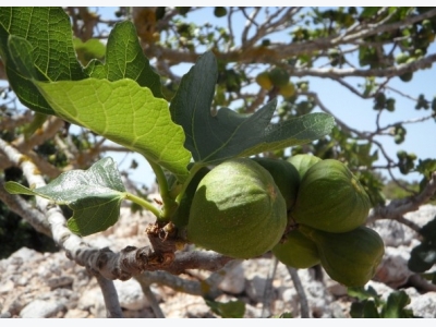 Fig Cultivation Information Guide