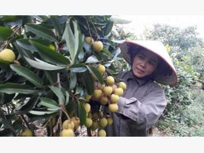 Light crop drives up lychee prices