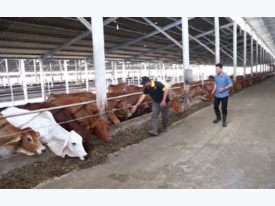 Trang trại chăn nuôi bò Úc khép tín tại Long An