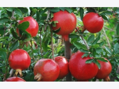 Pomegranate Cultivation Information Guide