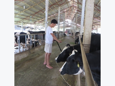 Mô hình cụm chăn nuôi bò sữa