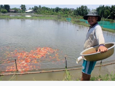 Lão nông canh con nước độc nuôi cá cảnh, thu cả trăm triệu/tháng