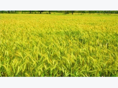 Wheat Cultivation Information Guide