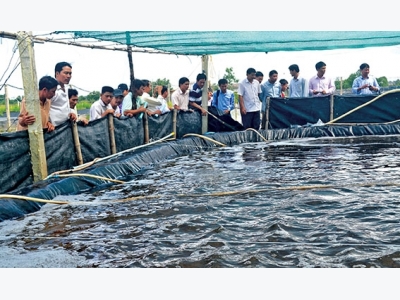 Hướng đi nâng cao giá trị con tôm Đầm Dơi