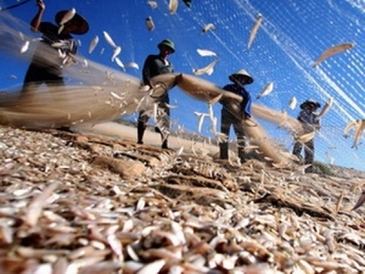 Vietnam: Fish and fishery exports to US, EU continue to lag