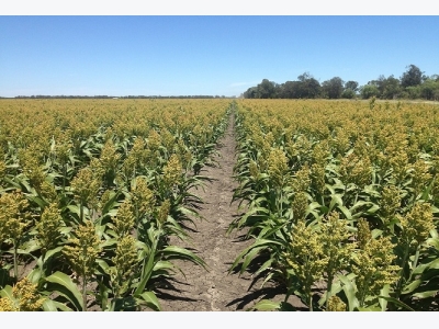 Sorghum Production Information Guide