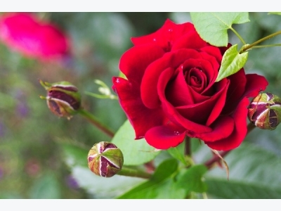 Rose Flower Growing Tips and Trick