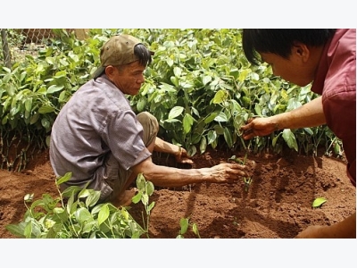 Vietnams black pepper race persists notwithstanding price dip