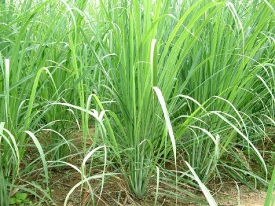 Lemongrass Cultivation Information Guide