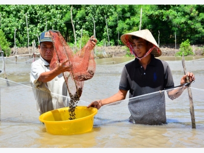 Về xứ U Minh xem mô hình trên rừng, dưới sò, mò tiền tỷ