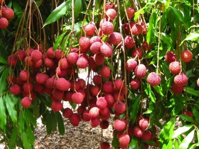 Lychee Fruit Cultivation Information Guide