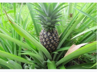 Pineapple Cultivation Information Guide