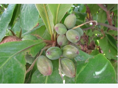 Almond Cultivation Information Guide