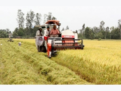 Network formed to create climate resilient rice in Mekong Delta
