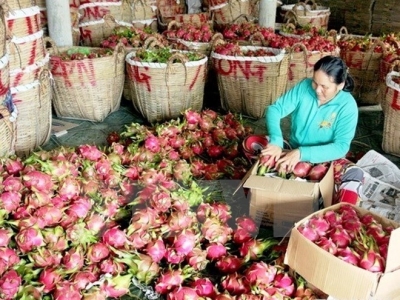 Vietnamese fruits conquer Japanese market