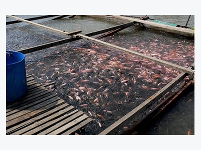Vietnam boosts aquaculture training with Norwegian support