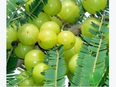 Gooseberry Farming (Amla) Information Guide