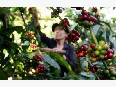 Asia coffee: Discounts narrow in Indonesia; Vietnam quiet on thin supply